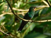 Costa Ricas wilde Tierwelt – Hummingbird, Costa Rica