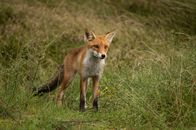 Quarks – Der Fuchs mit braunem Fell in der Natur