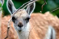 Zoo-Babies – Guanako-Jungtier im Tierpark Berlin