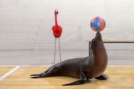 Athleticus – In der neuen 3D-Zeichentrickserie "Athleticus" messen sich vielerlei Tiere in den klassischen Sportarten ...