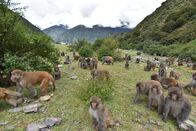 Chinas wilde Königreiche – Troup of Tibetan macaques