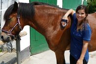 Anna und die Haustiere – In ihrer ersten Reitstunde lernt Anna, wie man sich einem Pferd richtig nähert.