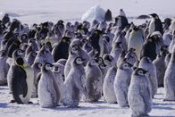 Feindselige Erde – Küken, die in der Kolonie der Kaiserpinguine von Cape Washington auf die Rückkehr ihrer Eltern mit Futter warten.