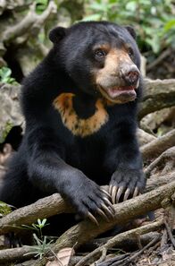 Tropische Inseln unserer Erde – Der Malaienbär, auch als Sonnenbär bezeichnet, ist die kleinste Großbärenart der Welt.