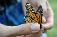Evolution im Großstadtdschungel – Monarchfalter in Toronto, Kanada