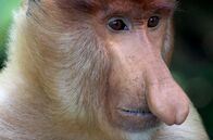 Borneo - Paradies auf Abruf – Der Nasenaffe, ein Symbol Borneos, droht zeitgleich mit den Wäldern und Mangroven der Insel zu verschwinden.