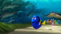 Findet Dorie – "Findet Dorie", Die ultra-vergessliche Dorie, die Doktorfisch-Freundin von Nemo und Marlin, hat plötzlich bruchstückhafte Erinnerungen an ihre Kindheit. Auf der Suche nach ihren Eltern verfolgt sie mit den beiden Clownfischen die Spuren bis nach Kalifornien, wo sie unbekümmert in das Meeresbiologische Institut schwimmt. Während Nemo und Marlin verzweifelt eine Rettungsaktion starten, findet Dorie dort viele neue Freunde wie den siebenarmigen Oktopus Hank.