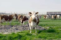 Märkte - Im Bauch von … – Wenn diese Kuh auf ihrer Weide in Finnland wüsste, dass ihre Feinschmecker-Bauern aus ihrer Milch Kieferneis kreieren ...
