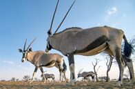Abenteuer Namibia – Abenteuer Namibia (2019)