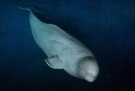 Weiße Wale – Belugawale: Weltweit gibt es wahrscheinlich ca. 150.000 Tiere, regional sind Belugas aber vom Aussterben bedroht.