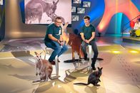 1, 2 oder 3 – Als Revierleiter der Kängurus im Münchener Tierpark bringt Studiogast Daniel Materna spannende Infos über die Welt der Beuteltiere mit.