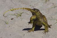 Das Große Barriere Riff – Waran auf Lizard Island.