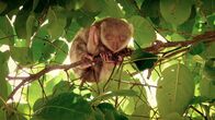 Expeditionen: Helden der Evolution – Ein Kuskus im Laub.