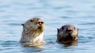 Wilde Tierbabys – Was die zwei jungen Südseeotter im kalifornischen Monterey wohl so neugierig gemacht hat?