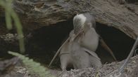 Big Pacific – Gelbaugenpinguine ziehen ihre Jungtiere in Bruthöhlen im südlichen Neuseeland auf.