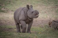 Zoo und so - Tierisch wild! – baby rhino