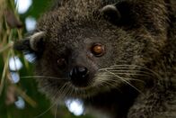 Wilde Inseln – Der Palawan-Binturong lebt nur auf dieser Insel.