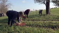 Landleben – Bei der Birnenernte.