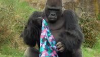 Panda, Gorilla & Co. – Gorilla Ivo im Zoo Berlin hat ein Dufttuch bekommen.