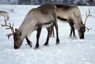 Wildes Russland – Sibirien, Russland - Rentiere, die den Schnee wegschnüffeln, um das Gras darunter zu erreichen (Off The Fence)