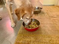 P.M. Wissen – Hund Costa scheint sein veganes Tierfutter zu schmecken.