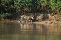 Wilde Inseln – Der Jaguar ist auf der Suche nach Beute.