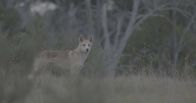 Waffen der Tiere – Dingos sind Langstreckenläufer und können ihre Beute kilometerweit verfolgen.