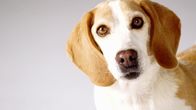Die Zaubertricks der Tiere – The Beagle is a tracker. It's hard to have a nose that good and not put it to work! (Photo Credit:
