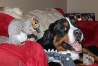 Tierische Freundschaften – Baltimore, MD: Bernese mountain dog Jax lounges on the couch beside good friend Wally the squirrel. Wally was brought into Jax's home as a baby squirrel, and the dog adopted the little guy as a brother. Now that Wally is grown up, these two unlikely friends have turned their family home into a nut house â€” literally! Wally even hides nuts in Jax's fur!(Photo credit: Â
