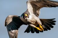 Vögel – Wanderfalken sind gefiederte Düsenjäger der Natur: Sie erreichen Geschwindigkeiten von bis zu 390 Kilometern pro Stunde.