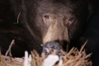 Tierische Schlitzohren – Kings Beach, CA, USA: Black bear denned under house. (Photo Credit: National Geographic Television/ Corey Robinson)