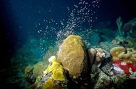Paradiese aus Menschenhand – Das Laichen der Korallen auf Curaçao: Milliarden winziger Polypen werden fast auf die Sekunde genau gleichzeitig aktiv. Für die kleinen Korallenlarven beginnt dann eine Reise, die sie viele Hundert Kilometer durch die Ozeane führen kann.