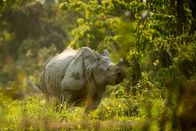 Brahmaputra - Der große Fluss vom Himalaja – Nashorn im Kaziranga National Park in Assam, Indien.