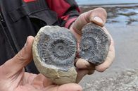 Leben an der Nordsee – Botschaften aus der Vergangenheit – versteinerte Meerestiere am Strand von Staithes