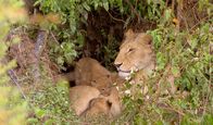 Die Großkatzen der Masai Mara – Löwinnen bringen ihre Jungen abseits des Rudels zur Welt. Erst im Alter von acht Wochen wird der Nachwuchs in das Rudel eingeführt.