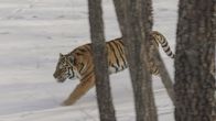 Big Five Asien – Amurtiger legen große Entfernungen zurück.