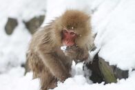 Wilde Inseln – Japan, Snow monkey; Japanese AlpsMS; Snow monkey; Japanese Alps