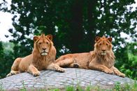 Tierparkgeschichten – Tierparkgeschichten (1989)