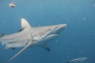 Im Reich der Riesenhaie – Aliwal Shoal, Südafrika - Ein Ozeanischer Schwarzspitzenhai (Carcharhinus limbatus) kreuzt in südafrikanischen Gewässern, gefolgt von einem Remora (Remora remora). Der Remora frisst die Parasiten des Hais und andere Abfälle, um die Gesundheit des Hais zu erhalten, und erhält im Gegenzug eine Mahlzeit und Schutz.