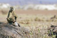Tierisch alt! – Pavian in Kenia