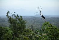 Terra Mater – Hornvogel, Borneo