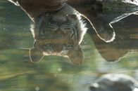 Die Rache des Tigers – Rajbagh Area, Ranthambore National Park: Reflection of Sundari in the lake. (Photo credit: Â