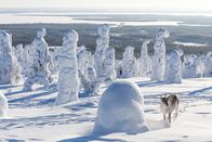 Ailos Reise – Ailo wächst auf der abenteuerlichen Reise durch die raue Wildnis Lapplands allmählich zu einem großen Rentier heran. Nun kann er der Kälte der majestätischen Tundra trotzen.