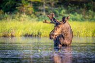 Helden der Evolution – Elch, Algonguin Park, Ontario, Kanada.
