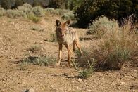 Tierische Eroberer – A coyote.