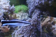 Einstein – Einstein Clevere Tiere: Sind sie intelligenter als gedacht? Ein Fisch vor einem Spiegel Copyright: SRF
