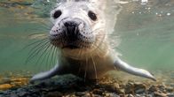 Wilde Ostsee – In der Rigaer Bucht bekommen die Kegelrobben ihre Jungen.