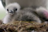 Tierisch alt! – Junge Zehenmöwen in Middleton: Forscher vermuten, dass bestimmte DNA-Sequenzen, die Telomere, wie ein Jungbrunnen auf diese Meeresvögel wirken.