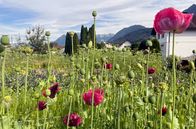 Im Rausch der Blumen – Die Gärtnerei „Blumen Kopf“ bewirtschaftet mittlerweile rund 6.000 Quadratmeter Ackerfläche in Vorarlberg nach den Prinzipien der „Slow Flower“-Bewegung.
