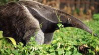 Wildes Südamerika – Der Große Ameisenbär ist nahezu blind, kann sich aber durch seine geschulte Nase orientieren und Termitenarten voneinander unterscheiden.